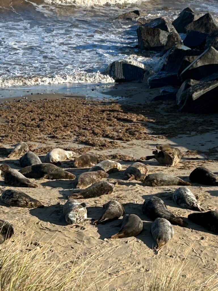 A large group of seals lying on a beach